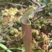 Sarracenia rubra viatorum - Photo (c) Gage Sutton, כל הזכויות שמורות, הועלה על ידי Gage Sutton