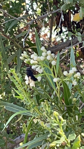 iNaturalist observation photo of Copestylum violaceum