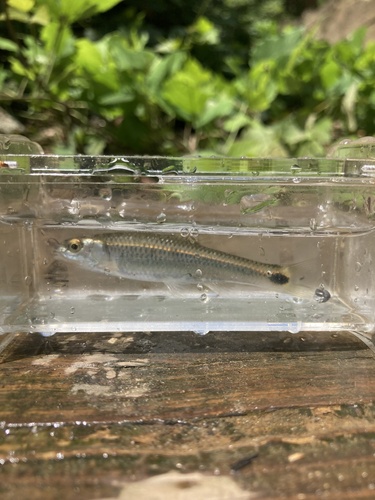 Slender Blacktail Shiner