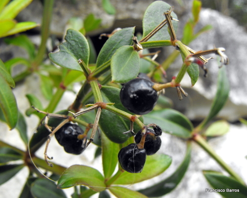 Wild Madder