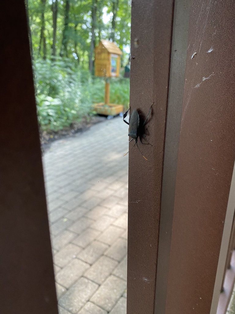Acanthocephala on July 02, 2021 at 0708 AM by Kate Johns · iNaturalist