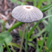 Bald Inkcap - Photo (c) Francisco Barros, all rights reserved, uploaded by Francisco Barros