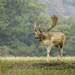 European Fallow Deer - Photo (c) Mark Vidler, all rights reserved, uploaded by Mark Vidler