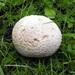 Lead-grey Puffball - Photo (c) Francisco Barros, all rights reserved, uploaded by Francisco Barros