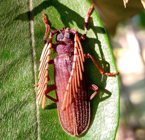Hyleoza confusa