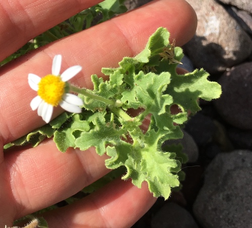 thickleaf rockdaisy