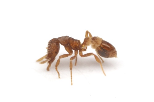 角瘤颚蚁Strumigenys angulata