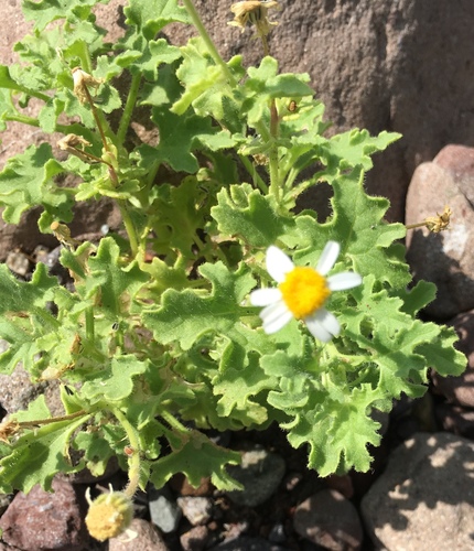 thickleaf rockdaisy