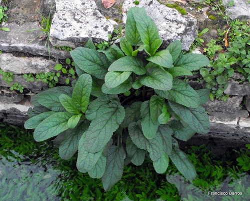 Water Figwort