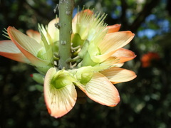 Erythrina megistophylla image