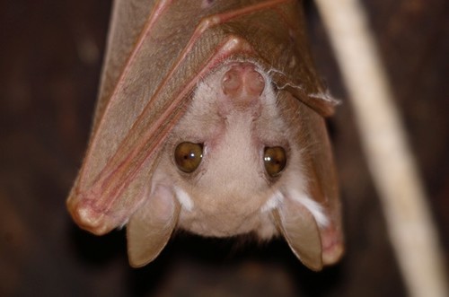 Epauletted Fruit Bats