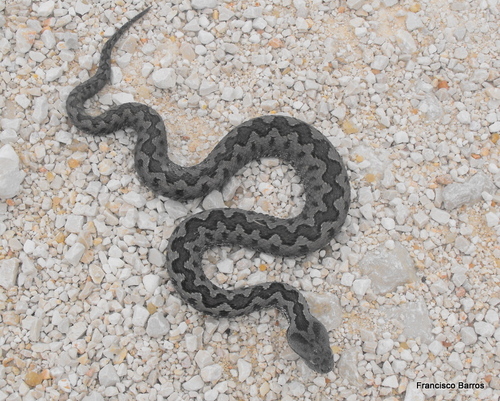 Lataste's Viper