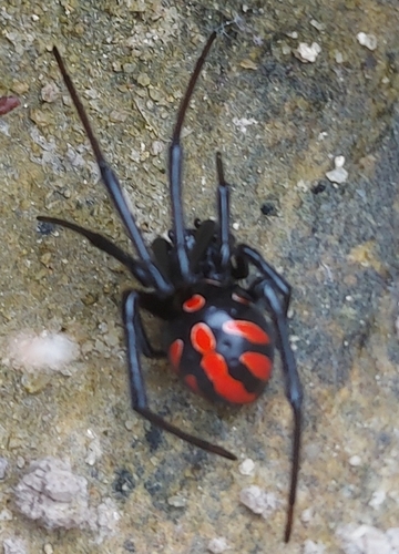 Latrodectus occidentalis