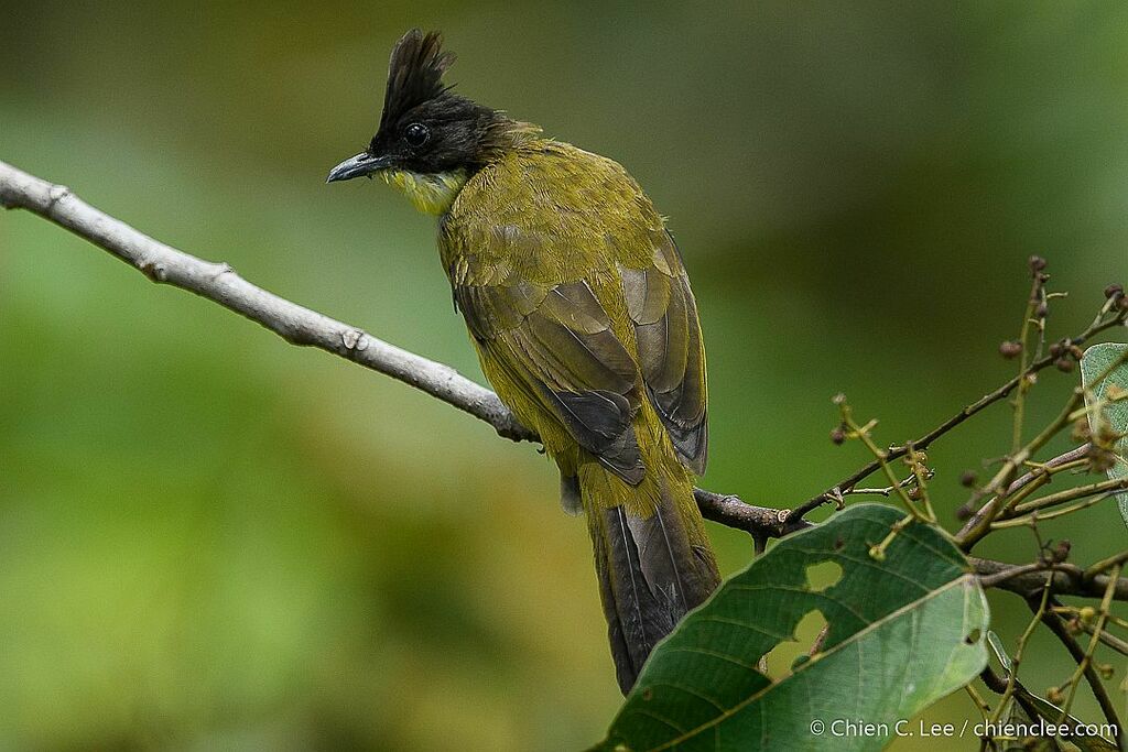 Bornean Bulbul (Rubigula montis) photo