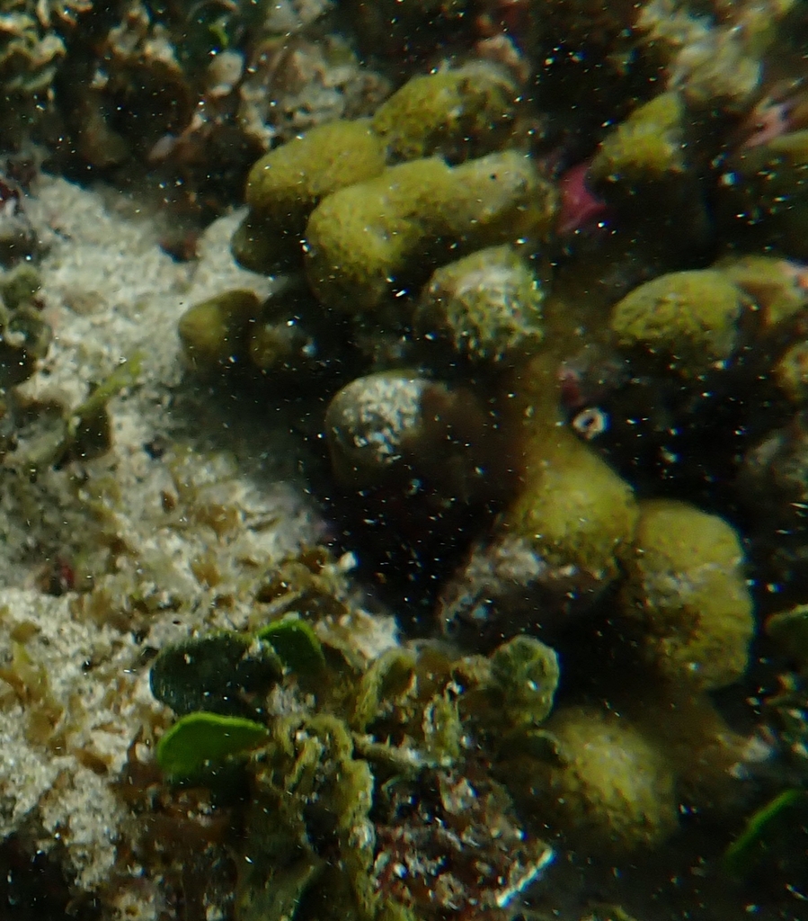 Finger Coral from Cocles, Limón, Costa Rica on August 05, 2022 by Andre ...