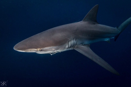 Carcharhinus obscurus (Lesueur, 1818)