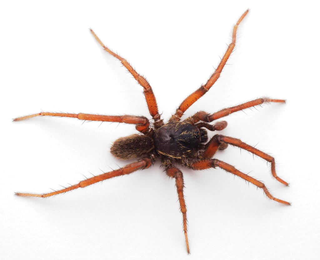 Brown Trapdoor Spiders from Cedar Creek QLD 4520, Australia on July 29 ...