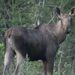 Western Siberian Moose - Photo (c) Anatoly Kotlov, all rights reserved, uploaded by Anatoly Kotlov