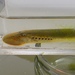 Silver Lamprey - Photo (c) Kate Schwartz, all rights reserved, uploaded by Kate Schwartz