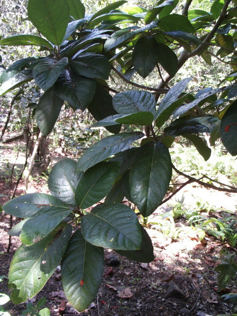 Pittosporum pancheri