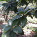Pittosporum pancheri - Photo (c) Ben Caledonia, all rights reserved, uploaded by Ben Caledonia
