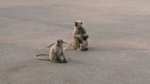 Bengal Sacred Langur