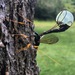 Black Giant Ichneumonid Wasp - Photo (c) vtjustin, all rights reserved