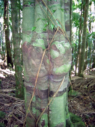 Sarcopteryx stipata (F.Muell.) Radlk.