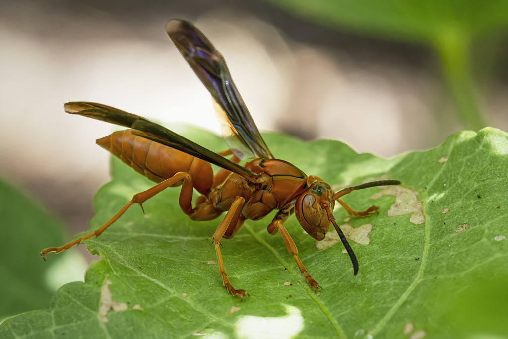 Umbrella Paper Wasps from Canyon Creek, Austin, TX, USA on August 05