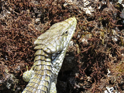 Oaxaca Arboreal Alligator Lizard