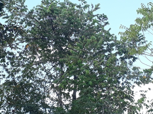 Xylopia aromatica