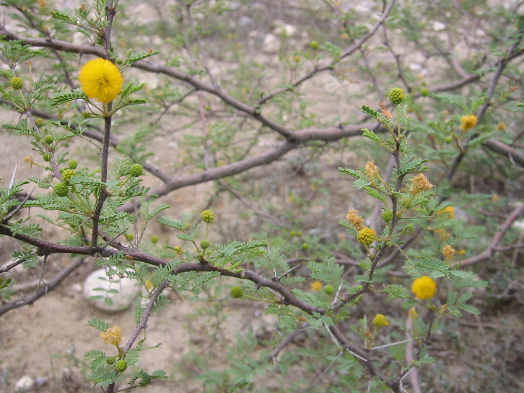 whitethorn acacia from Rancho Santa Fe, Villagrán Tamaulipas on May 29 ...