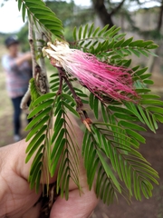 Calliandra surinamensis image