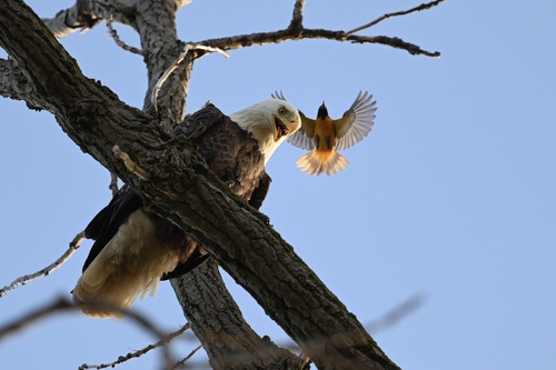 Icterus galbula