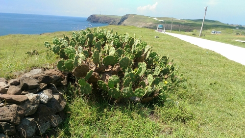 shell mound pricklypear