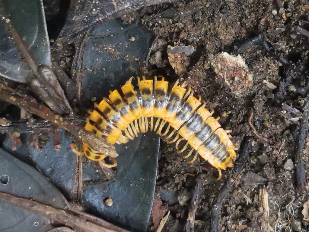 Flat Backed Millipedes From Puntarenas Province Monteverde Costa Rica