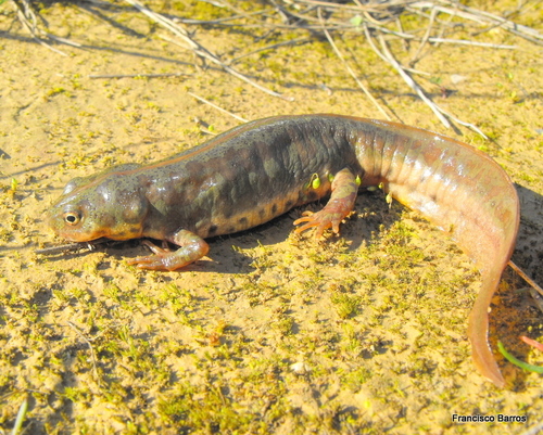 Pygmy Marbled Newt