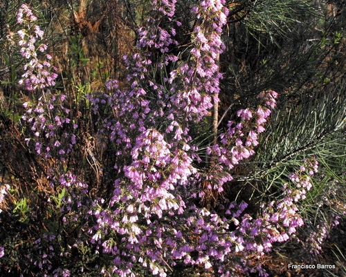 Spanish heath