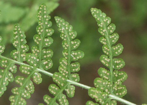 blunt woodsia