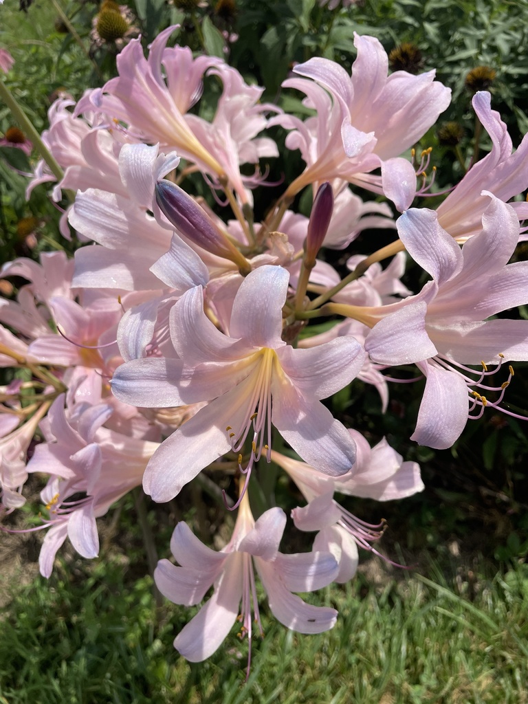 Lycoris squamigera — a medium houseplant, prefers full sun light