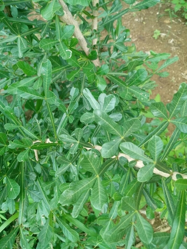 Crescentia alata Kunth