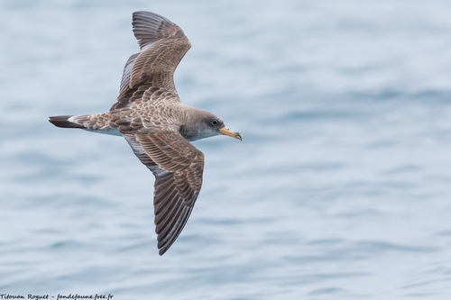 Cory's Shearwater