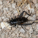 Western Rock-Loving Field Cricket - Photo (c) Alice Abela, all rights reserved