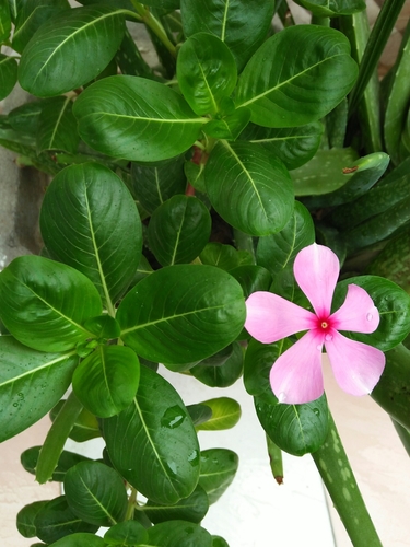Madagascar Periwinkle