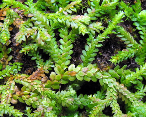 Mediterranean clubmoss