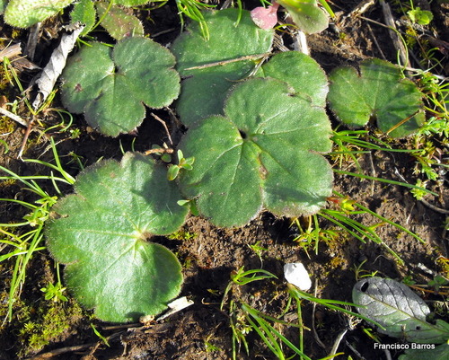 Palmate Anemone