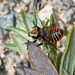 Megachile vitraci - Photo (c) Karl Questel, todos os direitos reservados, uploaded by Karl Questel