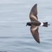 Wilson's Storm-Petrel - Photo (c) Titouan Roguet, all rights reserved, uploaded by Titouan Roguet