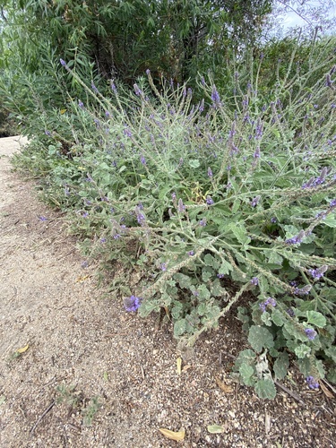 iNaturalist observation photo of western vervain