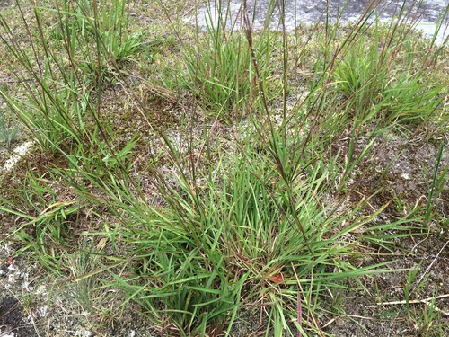 Schizachyrium scoparium var. scoparium
